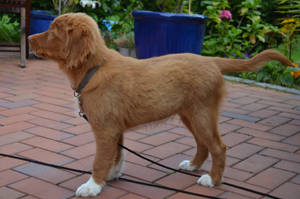 Yukon